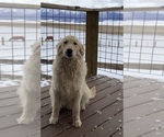 Small Photo #7 Golden Retriever Puppy For Sale in WESTCLIFFE, CO, USA