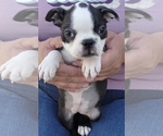 Puppy Alice Boston Terrier
