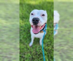 American Staffordshire Terrier Dogs for adoption in Fort Lauderdale, FL, USA