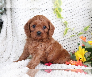 Cavalier King Charles Spaniel-Poodle (Toy) Mix Puppy for sale in SHILOH, OH, USA