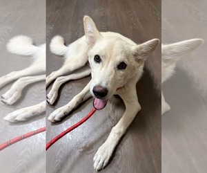 Seamus - Male - Mix Dog for Adoption - Photo #3