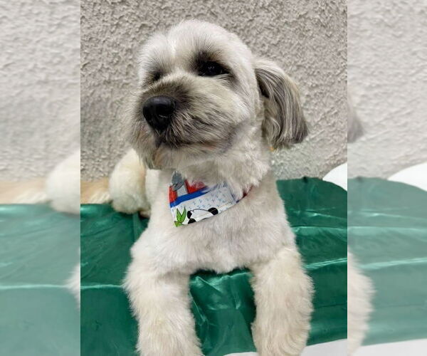 Medium Photo #3 Lhasa Apso Puppy For Sale in San Diego, CA, USA