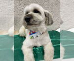 Small #2 Lhasa Apso