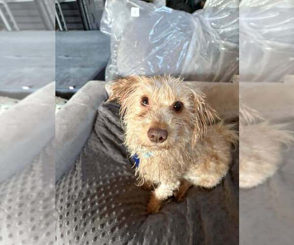 Medium Photo #3 Maltese-Unknown Mix Puppy For Sale in Plymouth, MN, USA