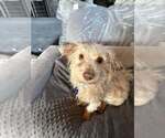 Small #2 Maltese Mix