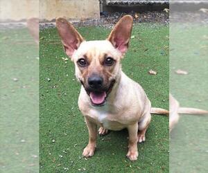 Chihuahua-Unknown Mix Dogs for adoption in Woodland, CA, USA