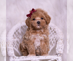 Small Photo #64 Maltipoo (Miniature) Puppy For Sale in WARSAW, IN, USA