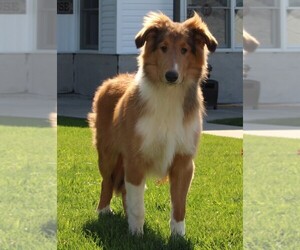 Collie Puppy for sale in FREDERICKSBURG, OH, USA