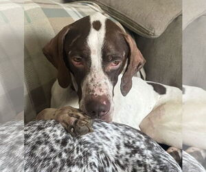 German Shorthaired Pointer Dogs for adoption in Columbus, IN, USA