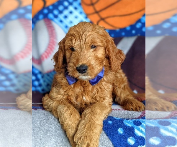 Medium Photo #8 Goldendoodle (Miniature) Puppy For Sale in QUARRYVILLE, PA, USA