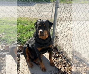 Father of the Rottweiler puppies born on 01/16/2026