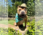 Small #3 American Staffordshire Terrier-Bulldog Mix