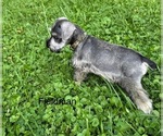 Small #2 Schnauzer (Miniature)