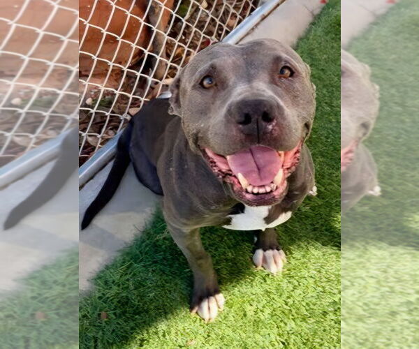 Medium Photo #12 American Staffordshire Terrier-Unknown Mix Puppy For Sale in Lake Forest, CA, USA