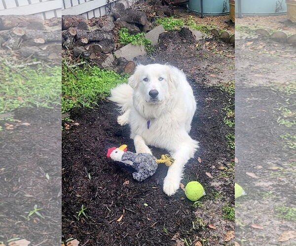 Medium Photo #4 Great Pyrenees Puppy For Sale in Spring, TX, USA