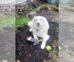 Small #3 Great Pyrenees
