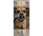 Small #4 Boxer
