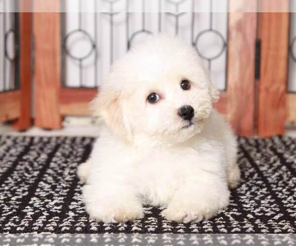 Medium Photo #3 Bichpoo Puppy For Sale in NAPLES, FL, USA