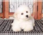 Small Photo #3 Bichpoo Puppy For Sale in NAPLES, FL, USA