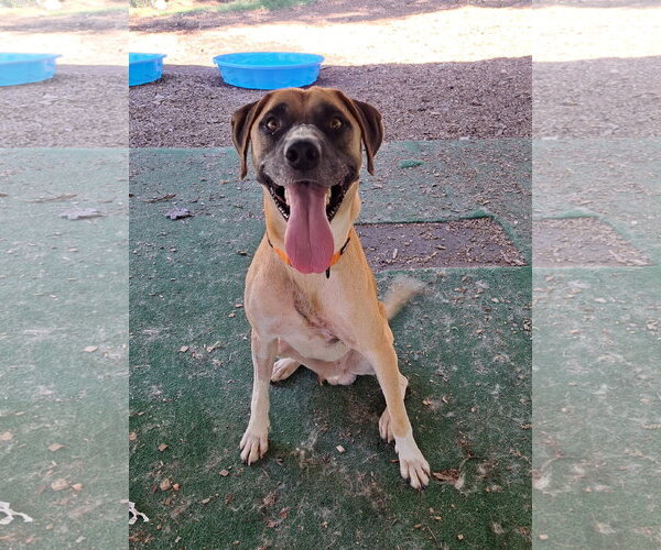 Medium Photo #1 Mutt Puppy For Sale in Clarkesville, GA, USA