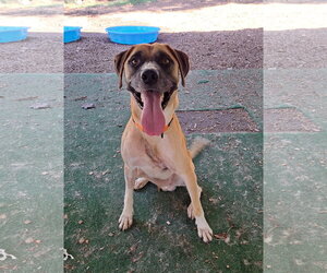 Mutt Dogs for adoption in Clarkesville, GA, USA