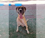William - Male Mutt Dog for Adoption - Small photo
