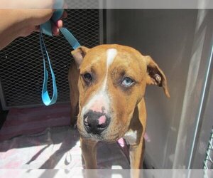 American Pit Bull Terrier-Catahoula Leopard Dog Mix Dogs for adoption in Santa Rosa, CA, USA