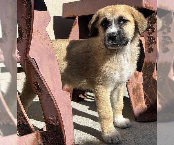 Medium Photo #1 Great Pyrenees-Unknown Mix Puppy For Sale in Santa Cruz, CA, USA