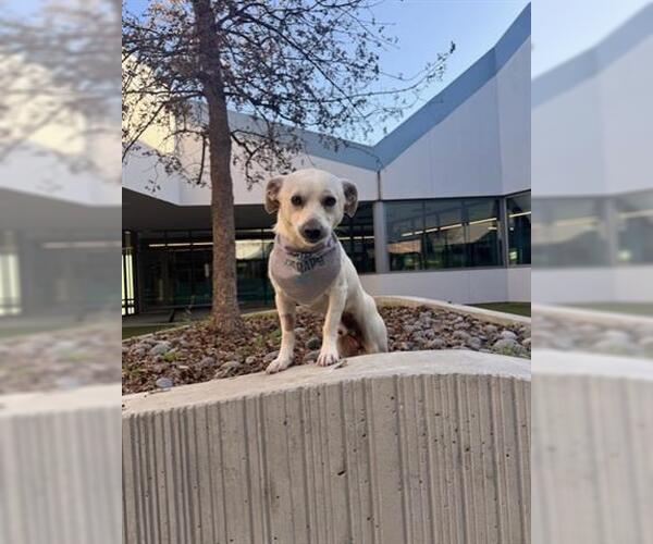 Medium Photo #1 Mutt Puppy For Sale in San Martin, CA, USA