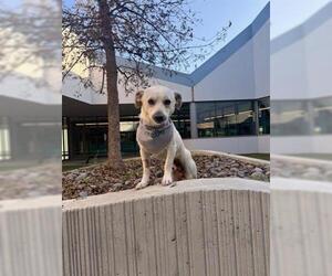 Mutt Dogs for adoption in San Martin, CA, USA