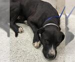 Small American Pit Bull Terrier-Labrador Retriever Mix