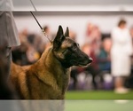 Small Photo #1 Belgian Malinois Puppy For Sale in HARKER HEIGHTS, TX, USA