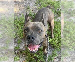 American Staffordshire Terrier-Unknown Mix Dogs for adoption in Fort Lauderdale, FL, USA