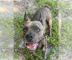 KANE BUTLER - Male American Staffordshire Terrier-Unknown Mix Dog for Adoption - Small photo