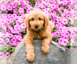 Small Photo #1 Goldendoodle Puppy For Sale in WAKARUSA, IN, USA