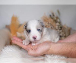 Border Collie Puppy for sale in CONWAY, MO, USA