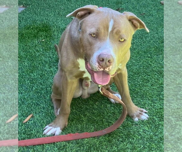 Medium Photo #18 American Staffordshire Terrier-Unknown Mix Puppy For Sale in Lake Forest, CA, USA
