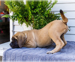 Small Photo #64 Mastiff Puppy For Sale in WAKARUSA, IN, USA