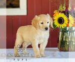 Small Photo #3 Golden Retriever Puppy For Sale in MANHEIM, PA, USA