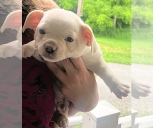 Medium French Bullhuahua