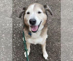 Patch - Male Siberian Husky-Unknown Mix Dog for Adoption - Photo #5