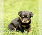 Small Rottweiler