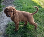 Puppy Luna Irish Setter