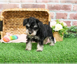 Small #3 Schnauzer (Miniature)