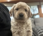 Puppy Oink Golden Retriever