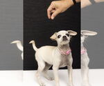 Small #2 Chihuahua Mix