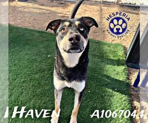 German Shepherd Dog-Unknown Mix Dogs for adoption in HESPERIA, CA, USA