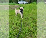 Small #3 Pug