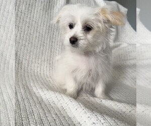 Medium Maltese