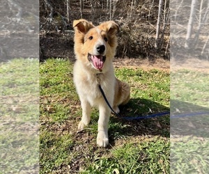 Collie Puppy for sale in KINGSPORT, TN, USA